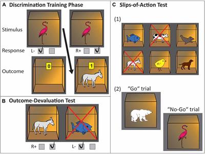 Slips of Action and Sequential Decisions: A Cross-Validation Study of Tasks Assessing Habitual and Goal-Directed Action Control